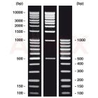 ROTH DNA-Marker combi 1 DNA-ladder + gel loading buffer, 20 µg + 50 µg 